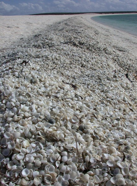 Coastline